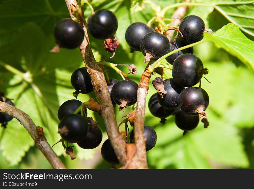 Black Currants Cluster