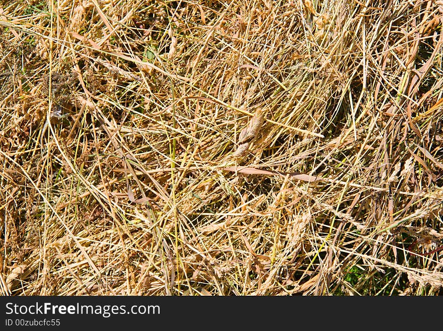 Hay background (dry plants on the ground)