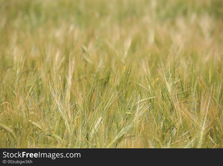 Cereal green field background texture.