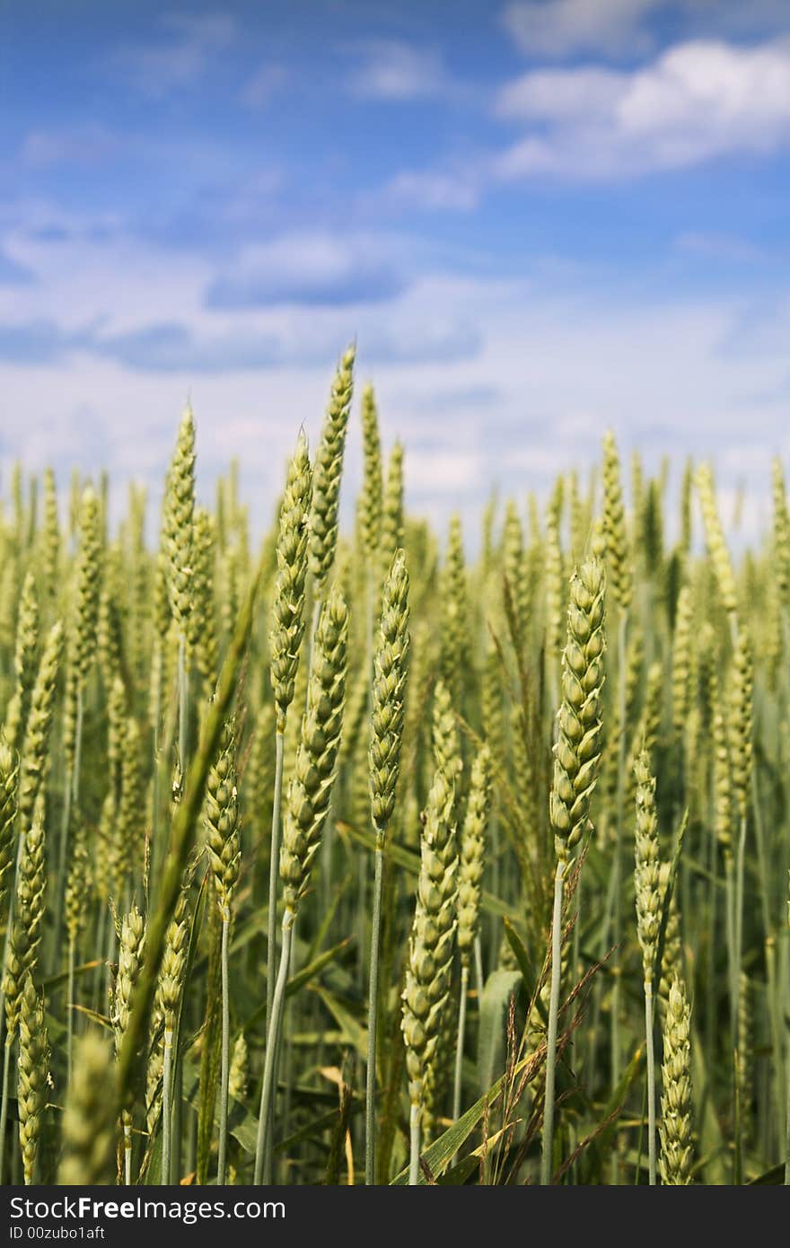 Wheat ears on sky background