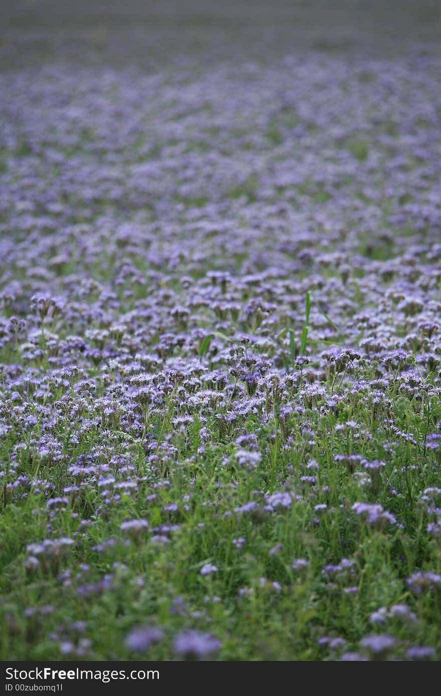 Violet Field Background Texture