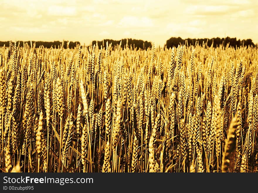 Wheat field (ears  close-up view)