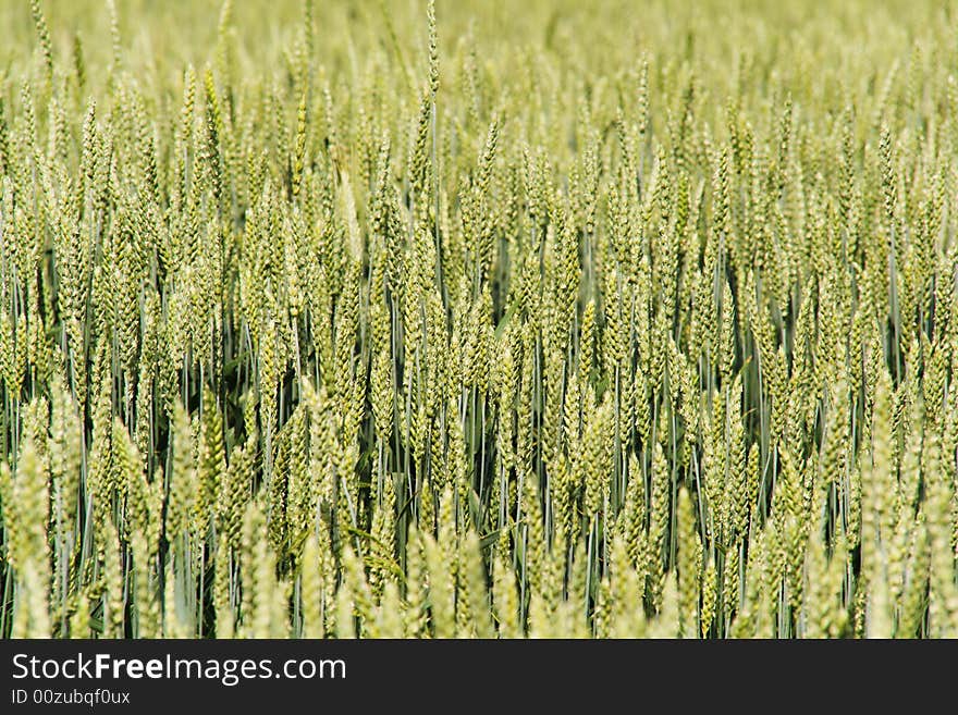 Green wheat background (cllose-up view)