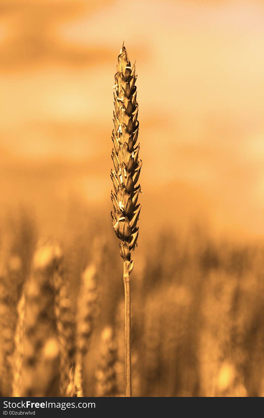 Ear (cereal field background, golden gamma)