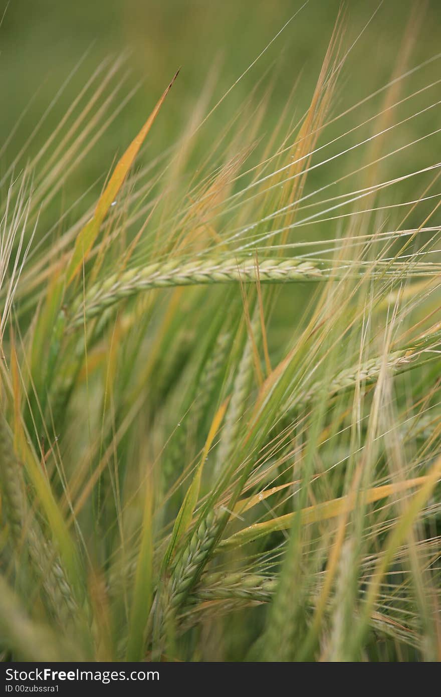 Cereal green field background texture.