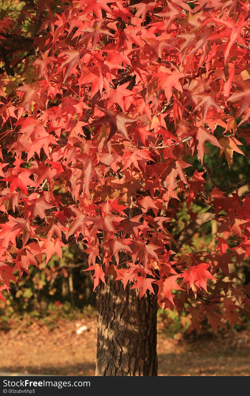 Tree with its leaves read to fall in autumn season. Tree with its leaves read to fall in autumn season