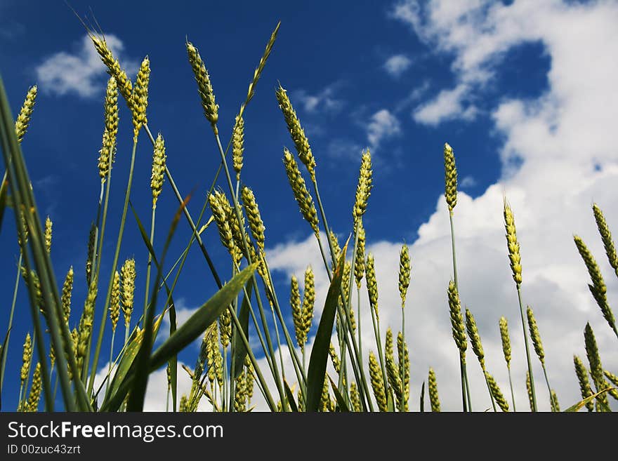 Wheat Ears On Blue Background