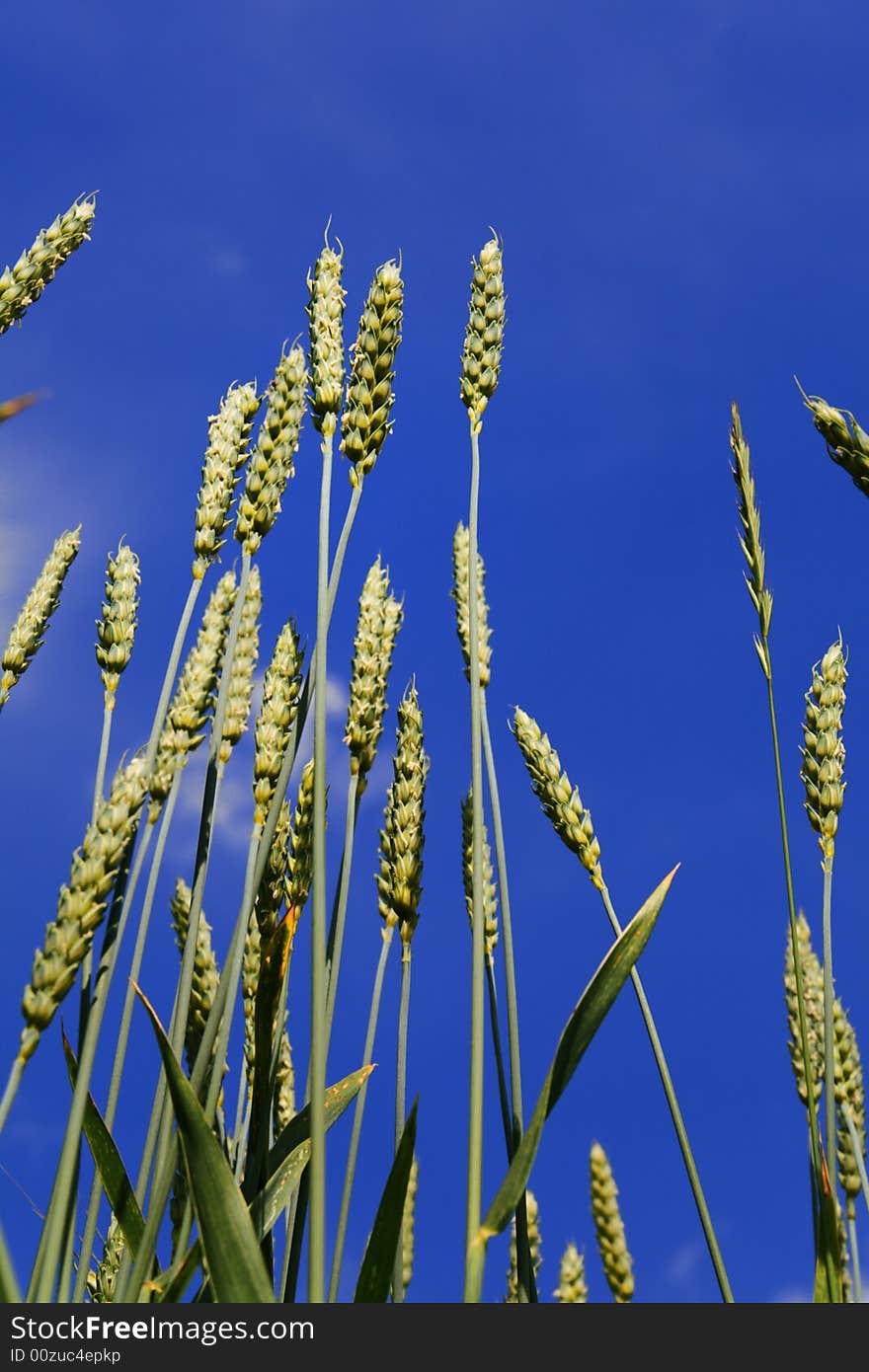 Wheat ears on blue background