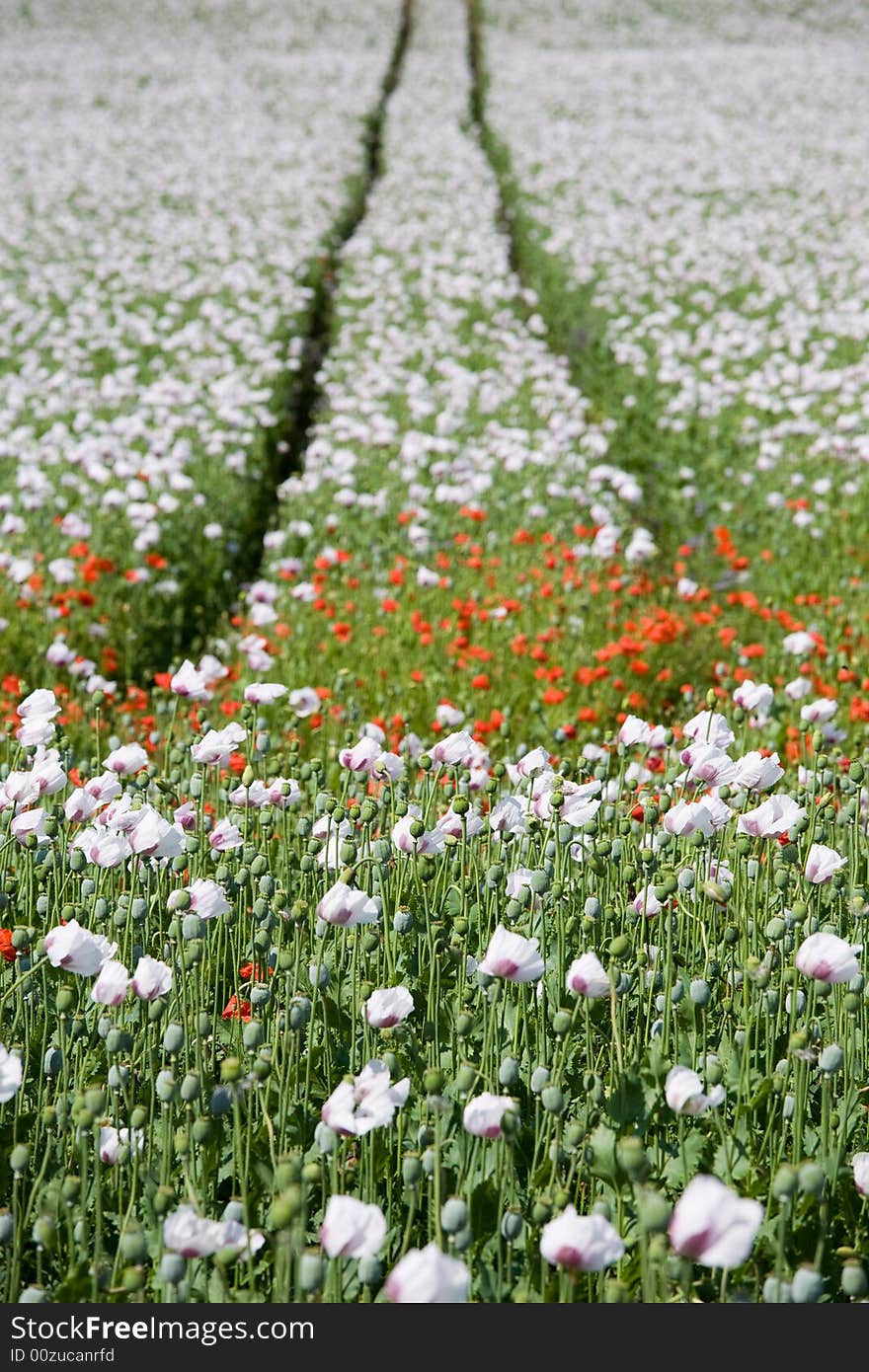 Triple color poppy flower field. Triple color poppy flower field.