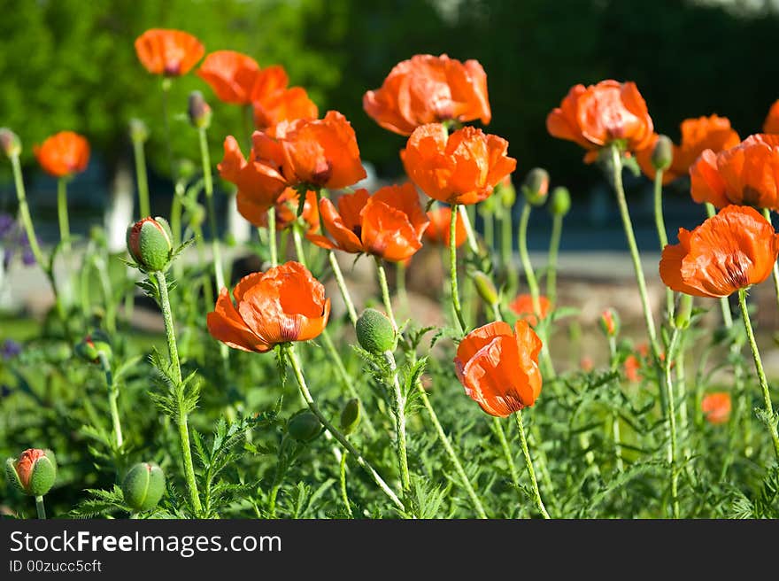 Red poppies