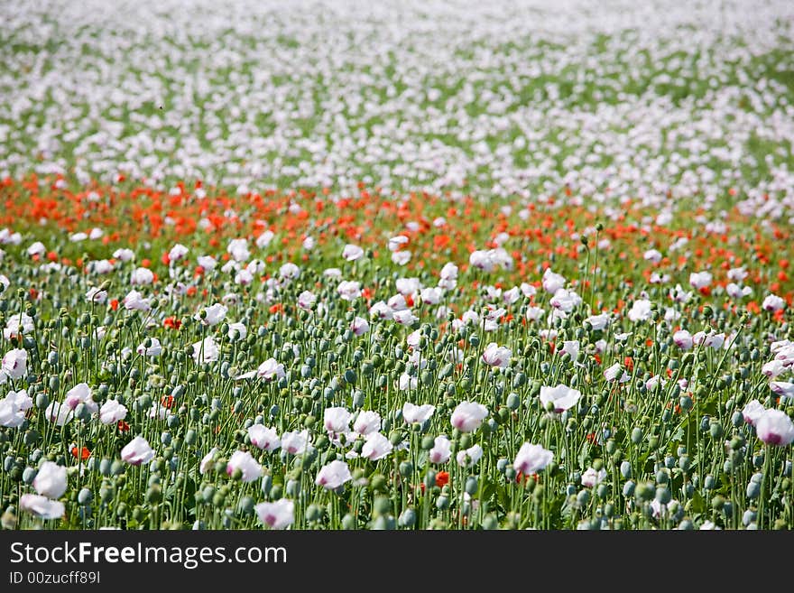 Triple color poppy flower field. Triple color poppy flower field.