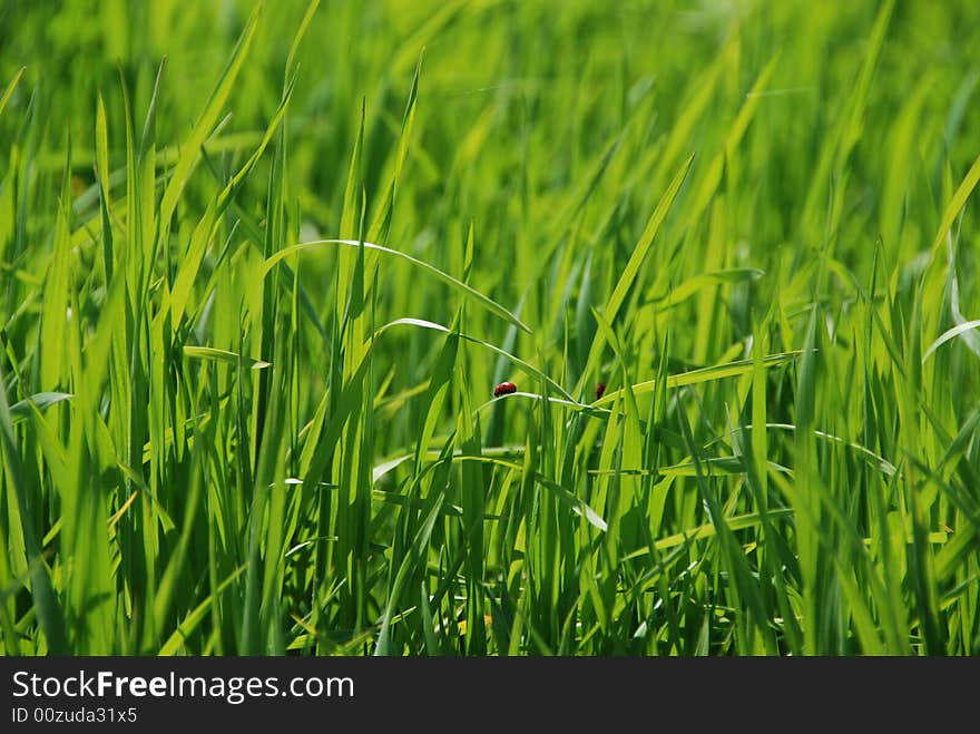 Ladybirds on grass