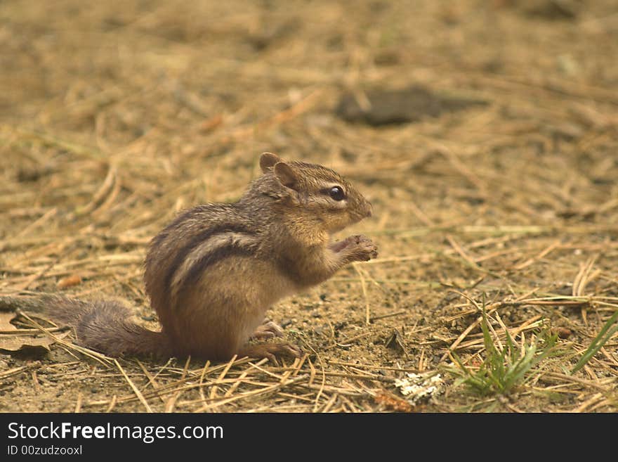 Close-up of chipmunk with food in its pads