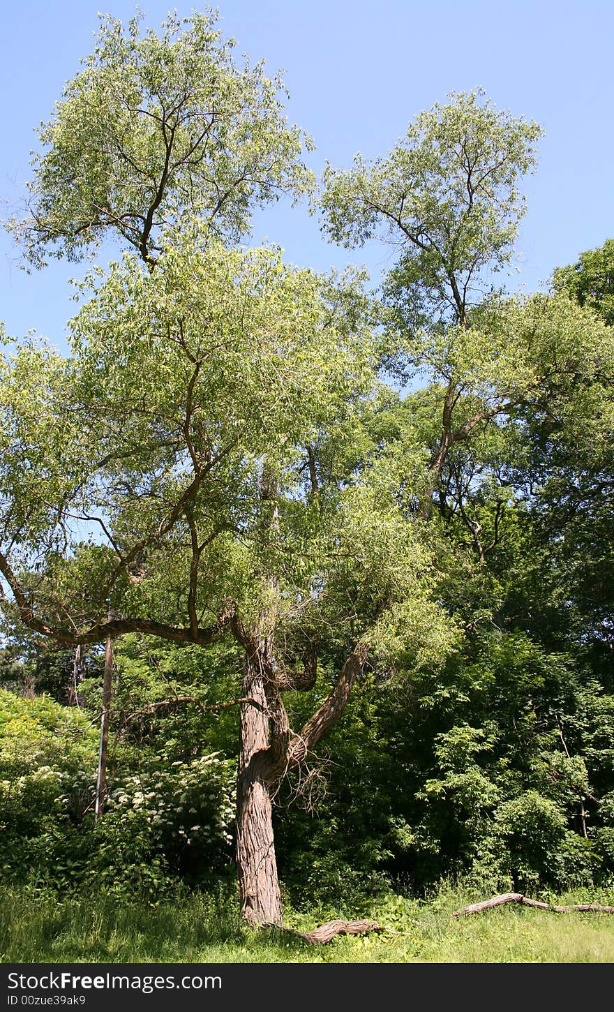 Picture of some trees as viewed from a clearing