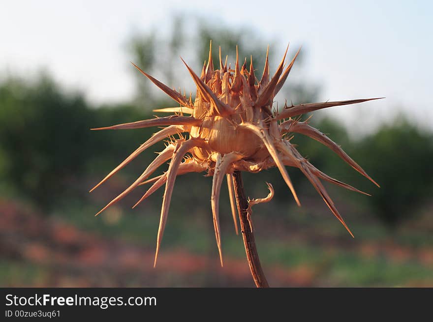 A dry plant also coled as a thorn.