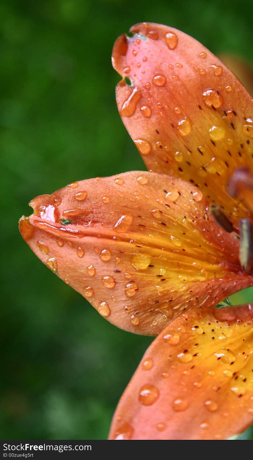 Raindrops on the orange flower. Raindrops on the orange flower