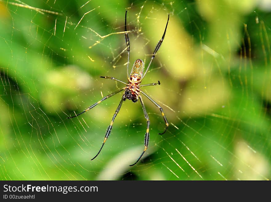 Spider in the forest