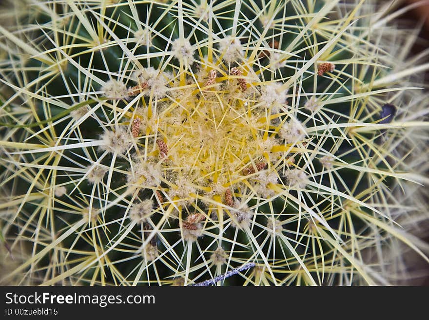 Barrel Cactus Crown