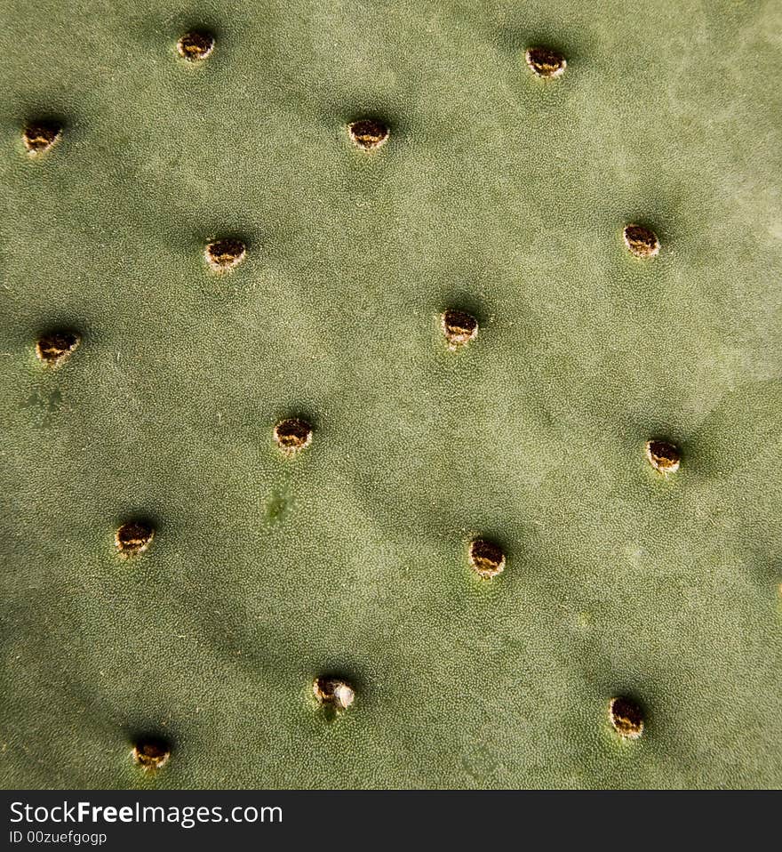 Cactus Pad