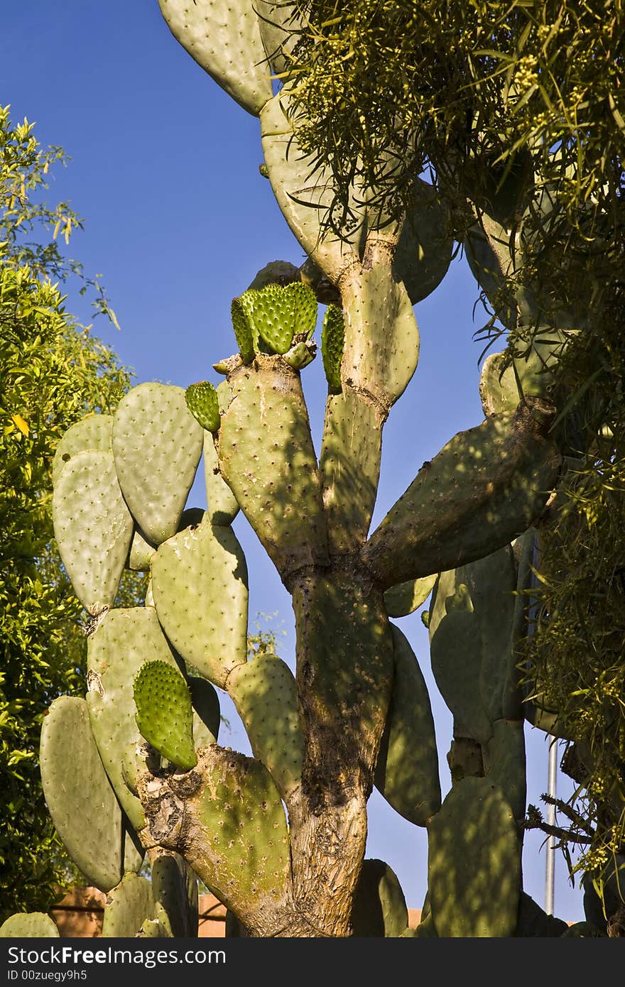 Cactus