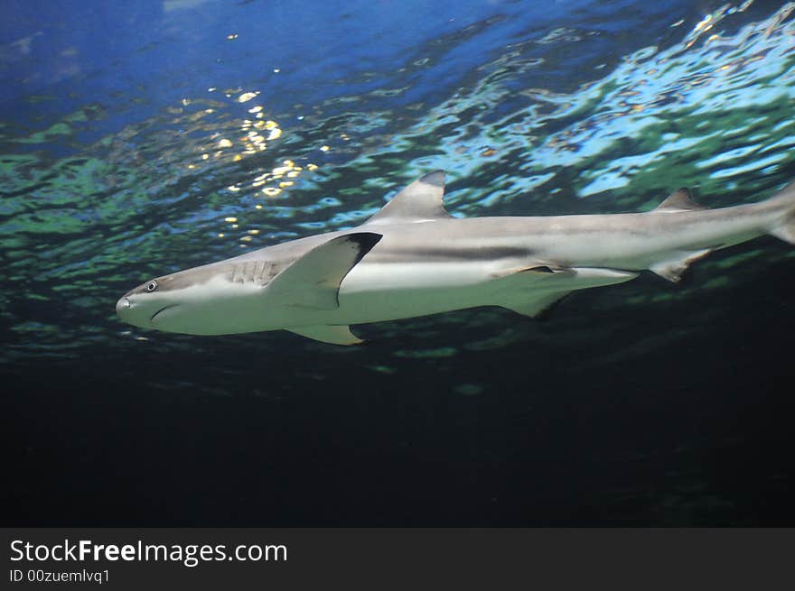 Shark underwater