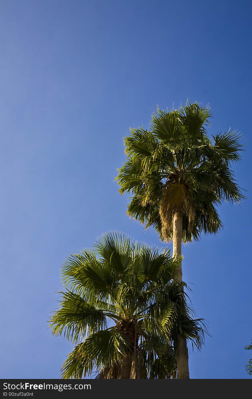 Palm trees in the southwestern United States. Palm trees in the southwestern United States