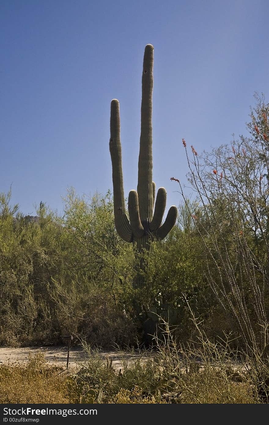 Saguaro