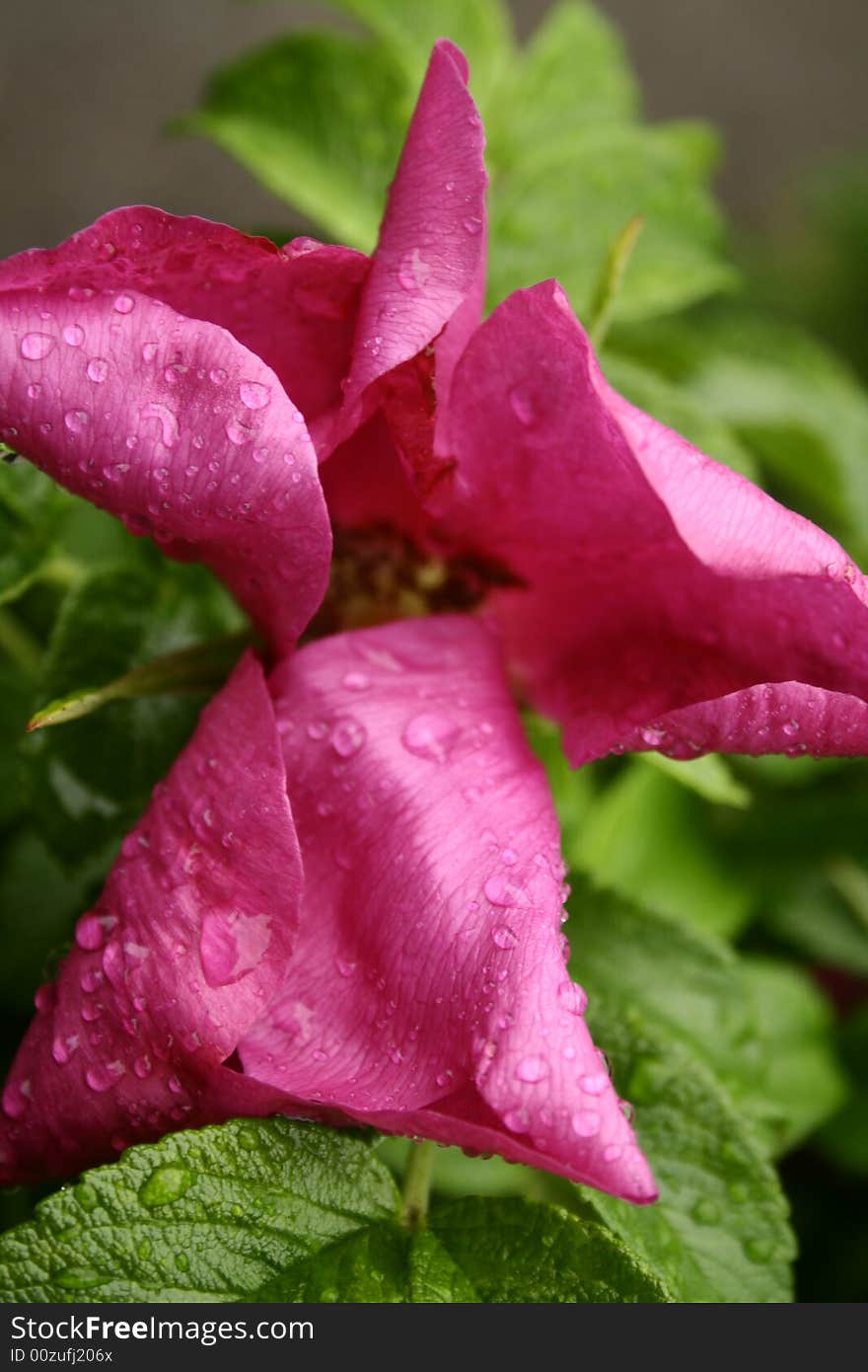 Raindrops on the pink flower. Raindrops on the pink flower