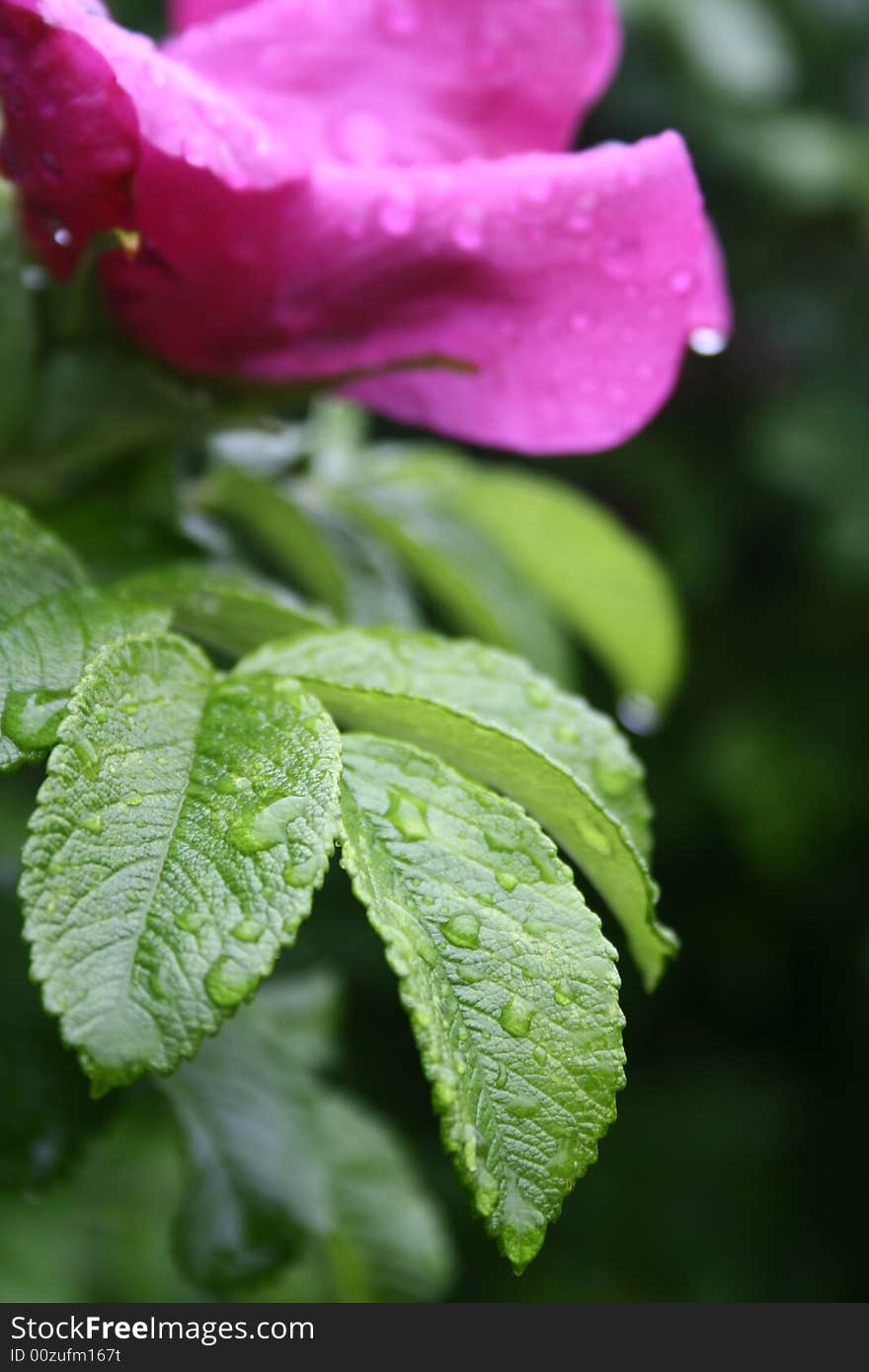 Raindrops on the pink flower. Raindrops on the pink flower