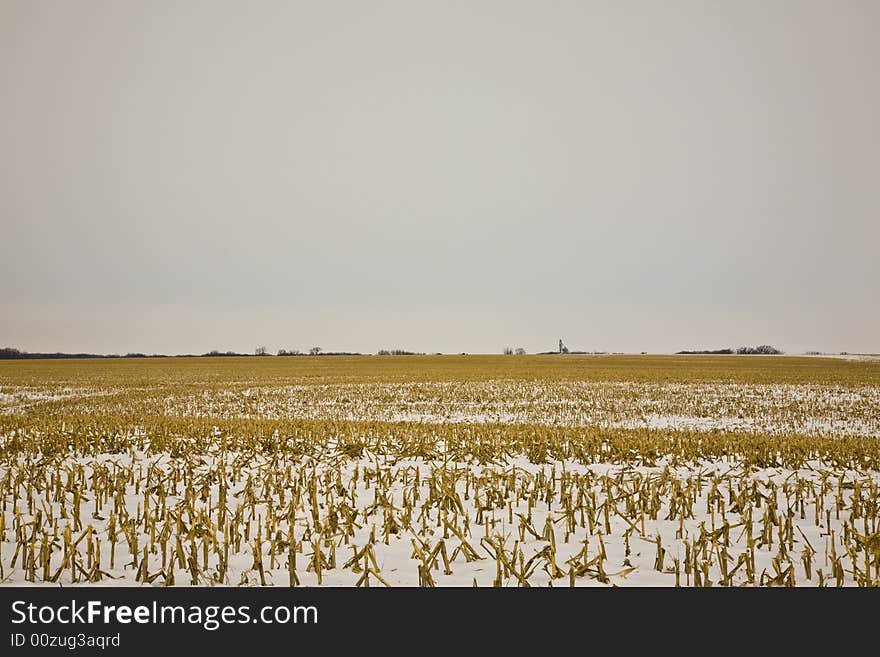 Midwestern Winter Corn