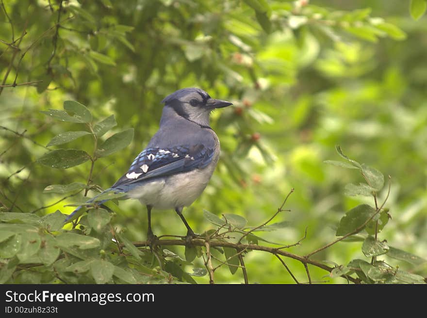 Blue burd (bluejay) sitting on tree branch