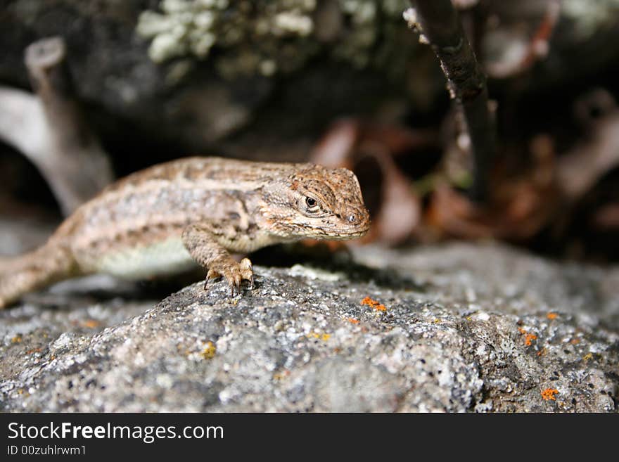 Close up of a lizard resting on a rock.