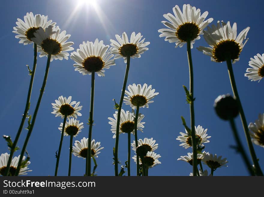 Daisies