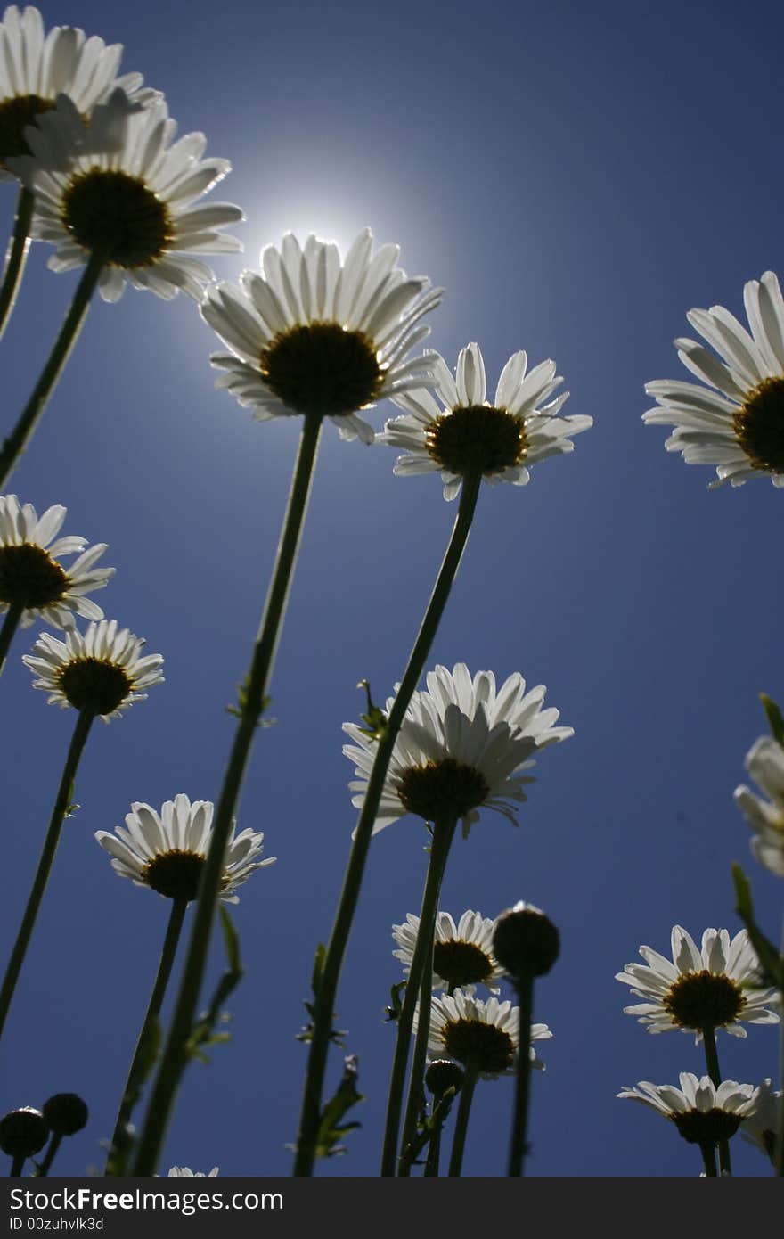 Daisies2