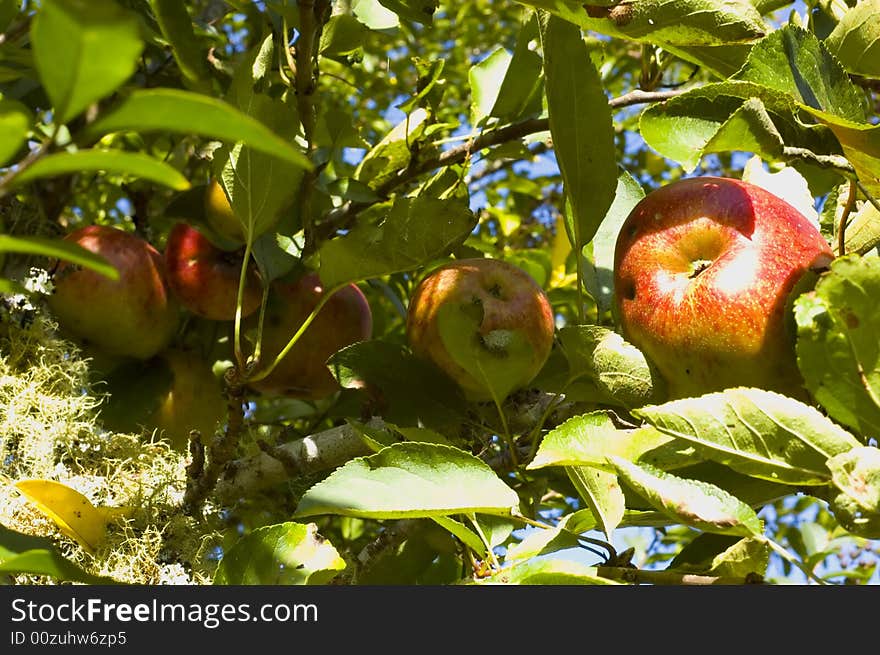 Red harvest apples on branch. Red harvest apples on branch