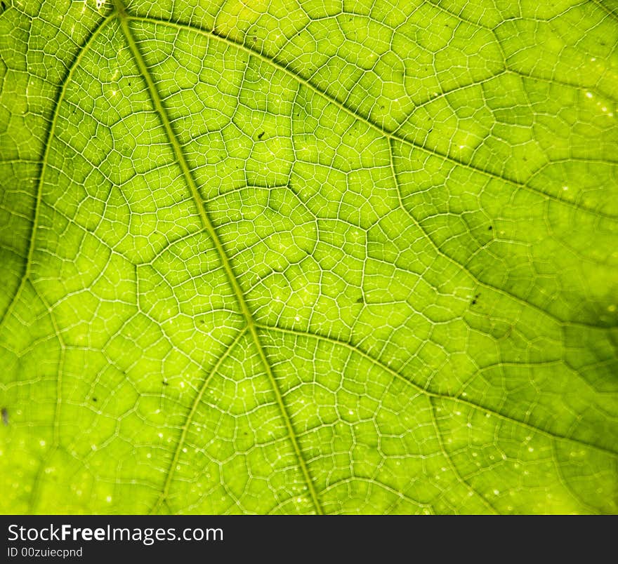 Detailed leaf of salad