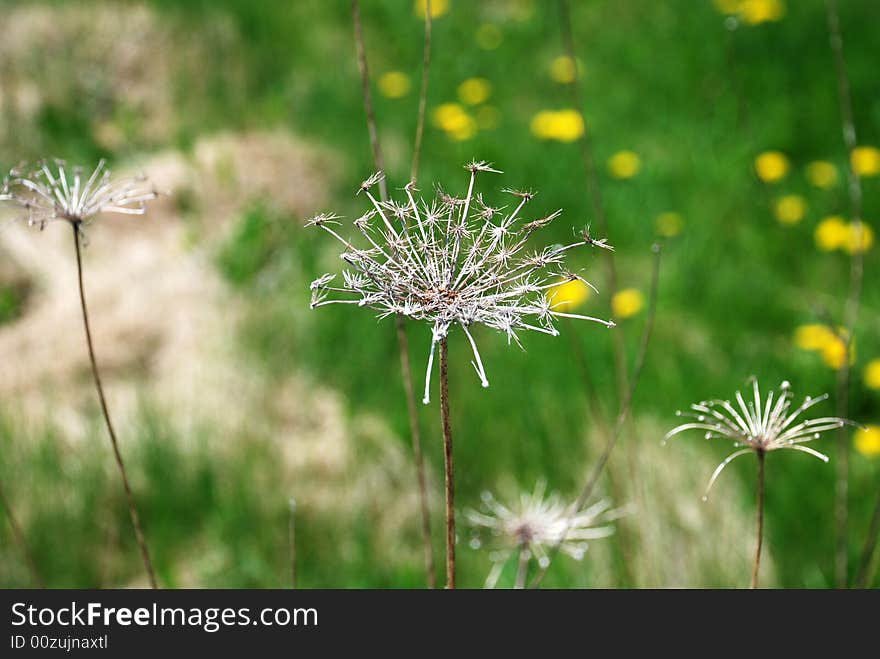 Queen Ann s Lace