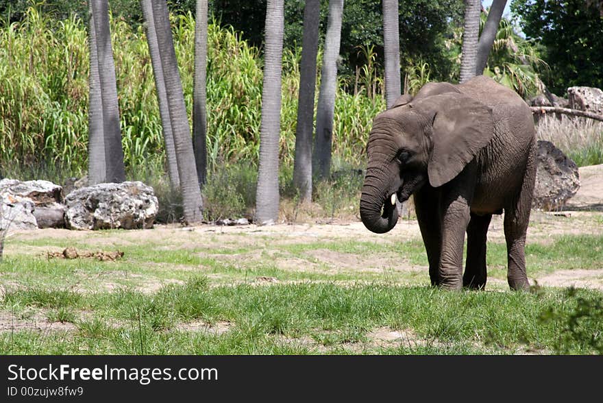 Elephant Walking