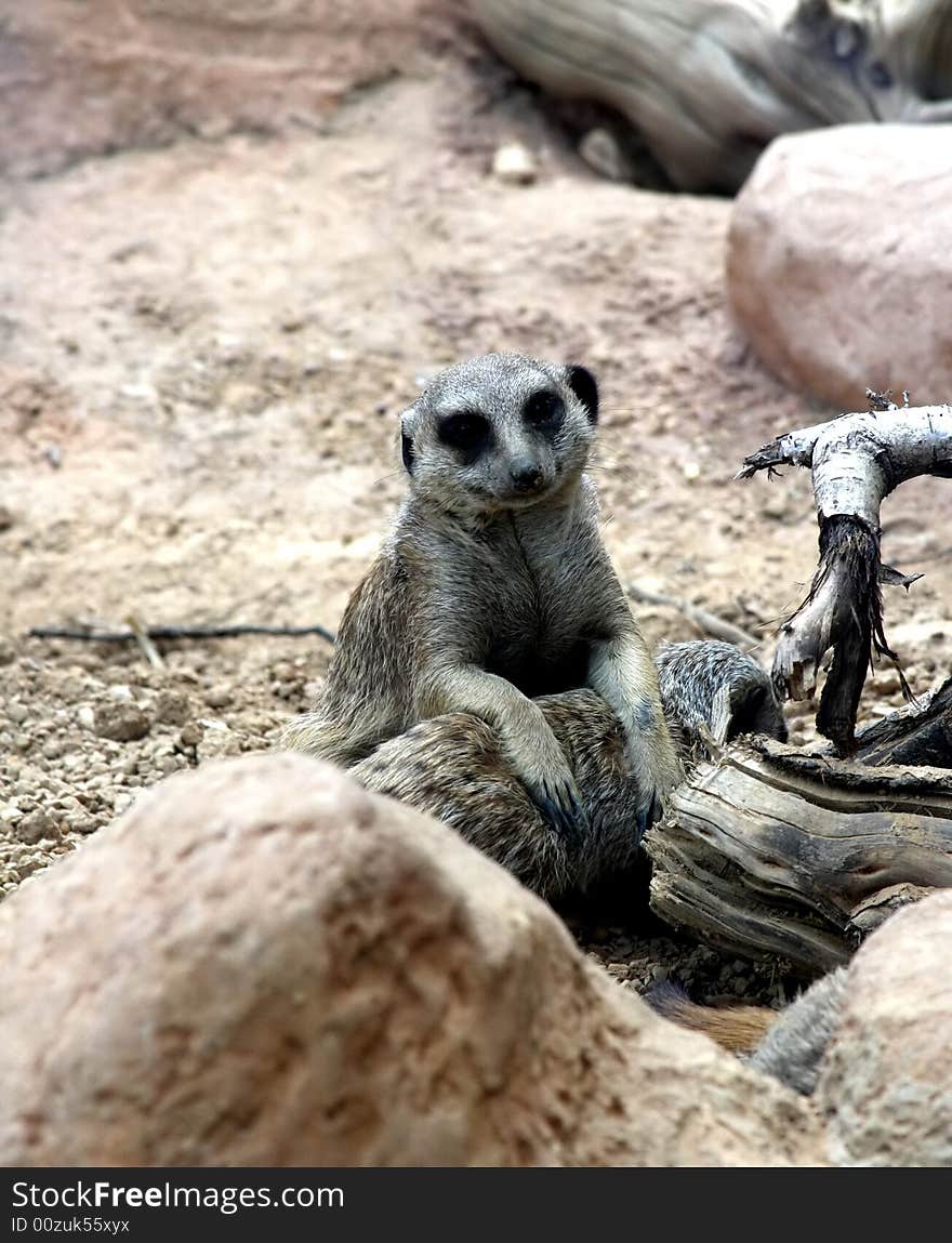 A Meerkat sits and sun baths in the warm sun. A Meerkat sits and sun baths in the warm sun