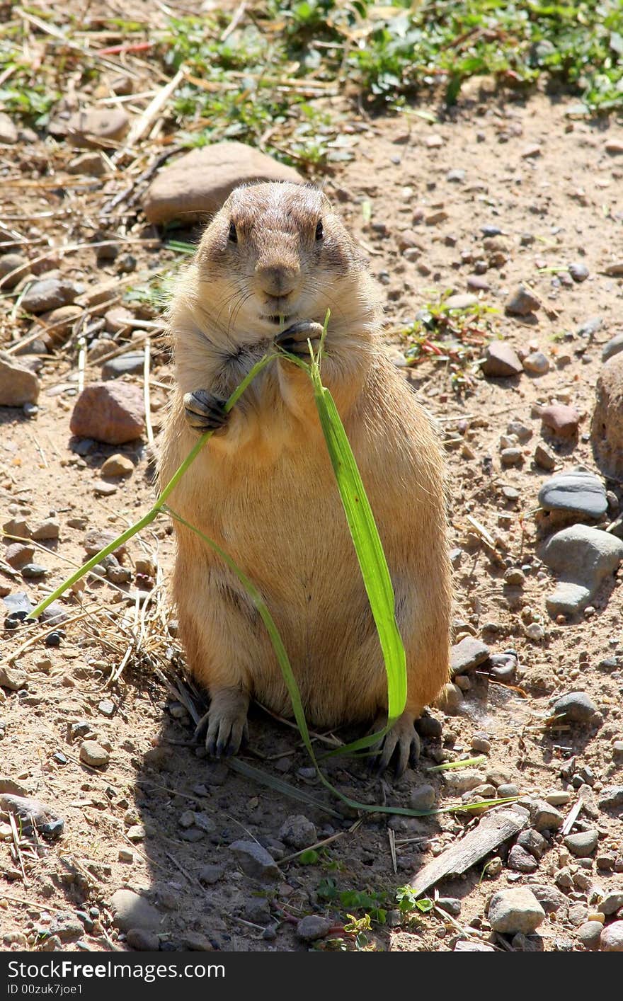 Prairie dog snacking