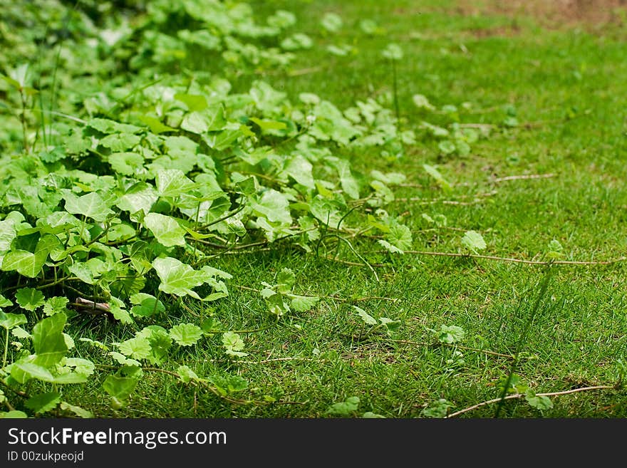 Picture of liana on the grass land