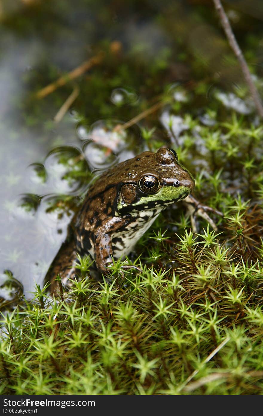 A green frog swimming in lake