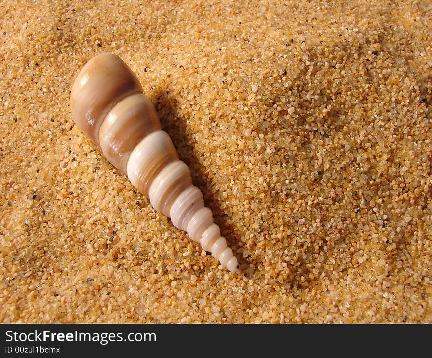 A long brown shell photographed in the sand with room for copy.