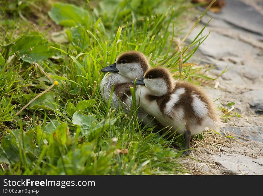 Duckling of Ruddy Shelduck(Tadorna ferruginea)