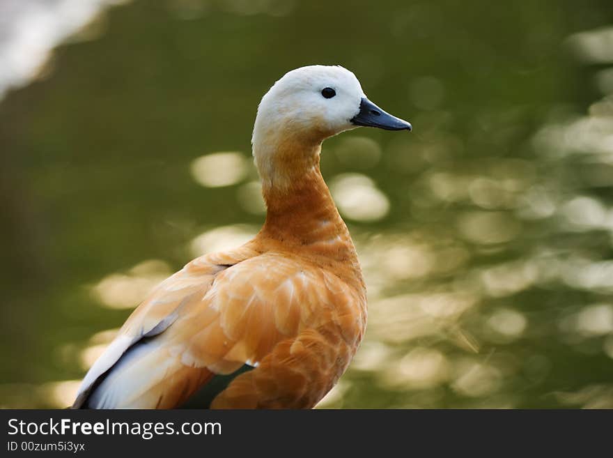Female duck - Ruddy Shelduck(Tadorna ferruginea)