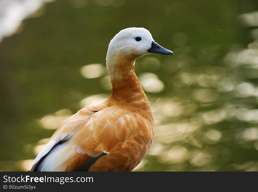 Female duck