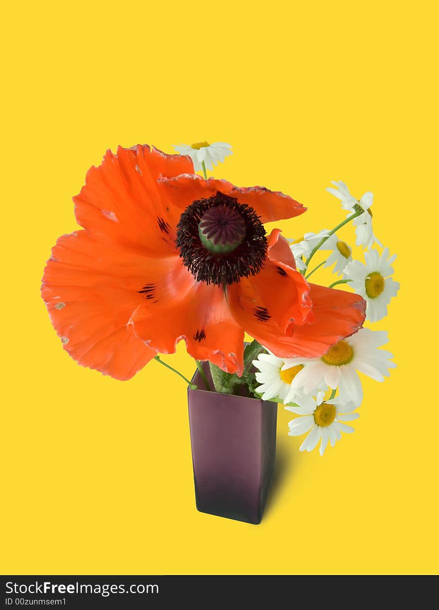 Red poppy and camomiles. Bouquet on yellow. Isolated