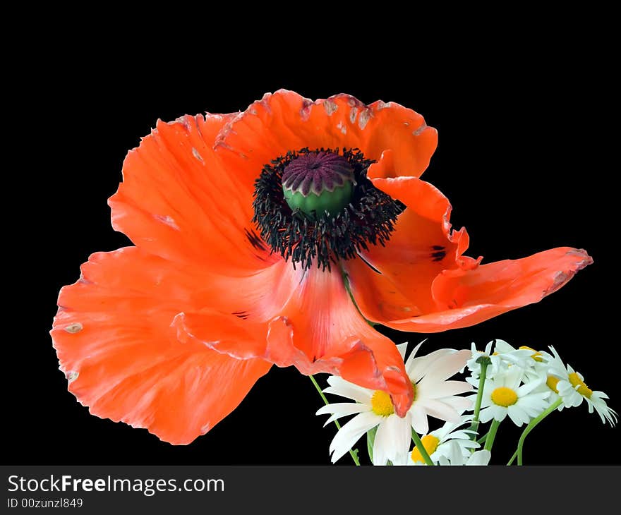 Red poppy and camomiles. Bouquet on black. Isolated