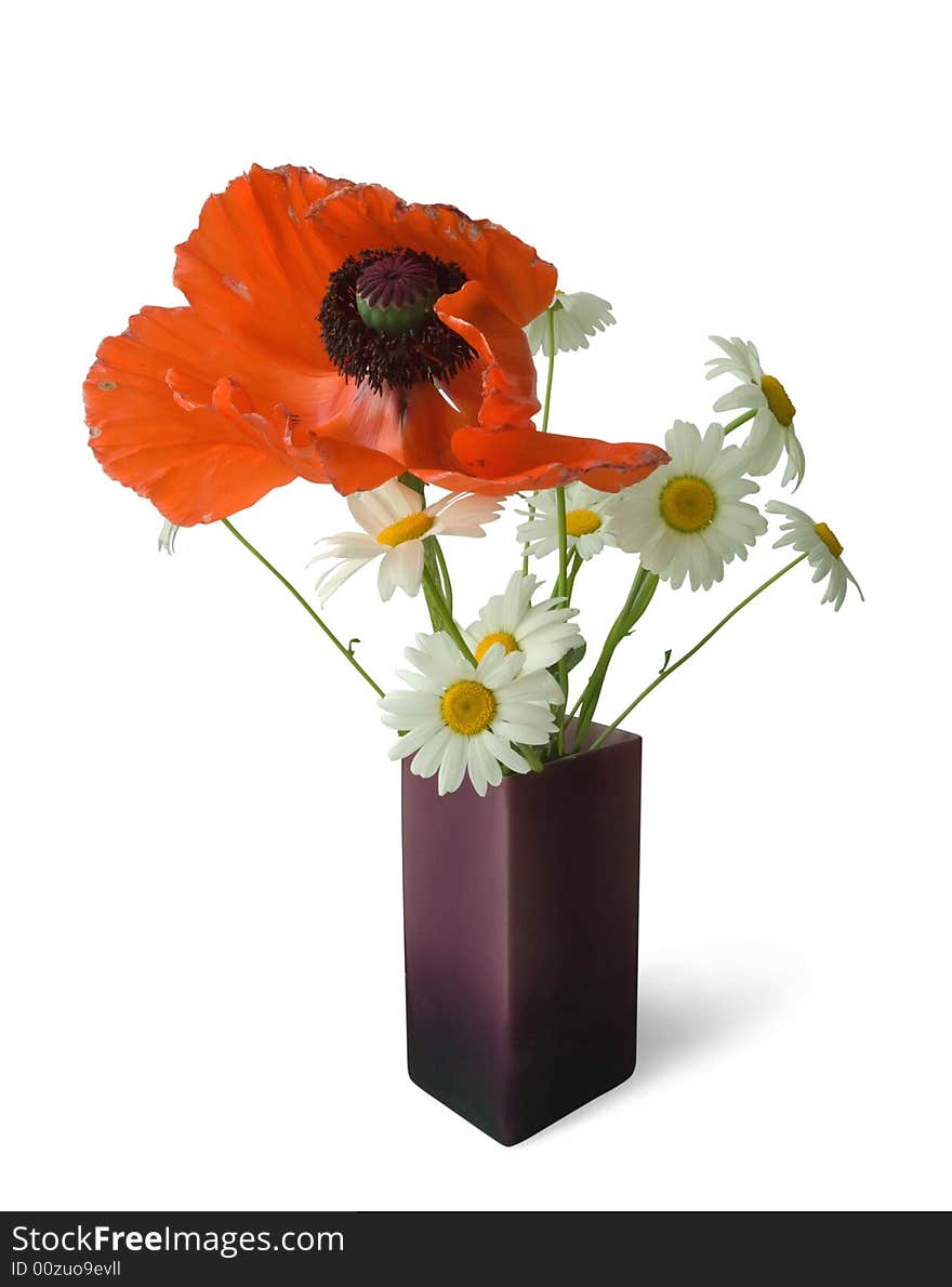 Red poppy and camomiles. Bouquet on white. Isolated