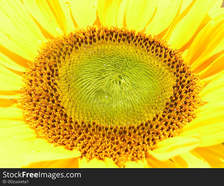 Close up of a sunflower